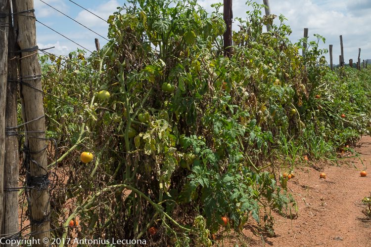 trellising tomatoes