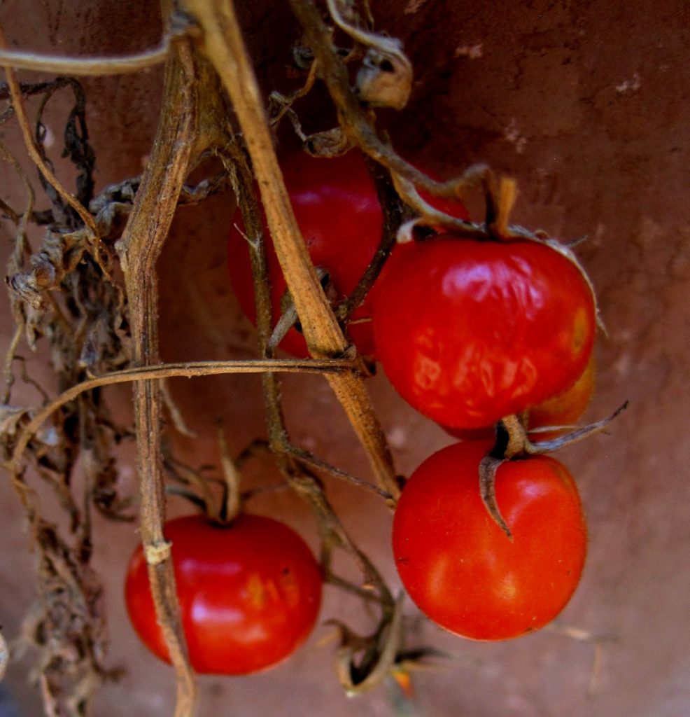 fully ripe tomatoes processing harvesting farm 