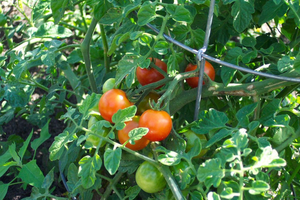 harvesting ripe field grown tomatoes